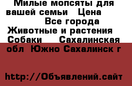 Милые мопсяты для вашей семьи › Цена ­ 20 000 - Все города Животные и растения » Собаки   . Сахалинская обл.,Южно-Сахалинск г.